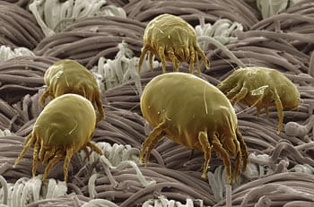 huisstofmijt een microscopisch klein organisme