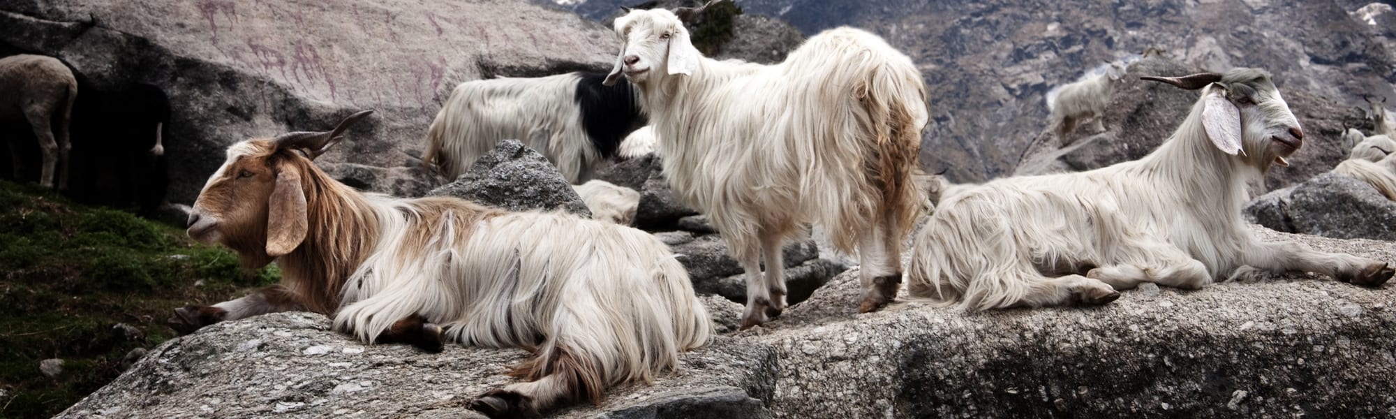 Kasjmier-geiten-in-hun-natuurlijke-omgeving