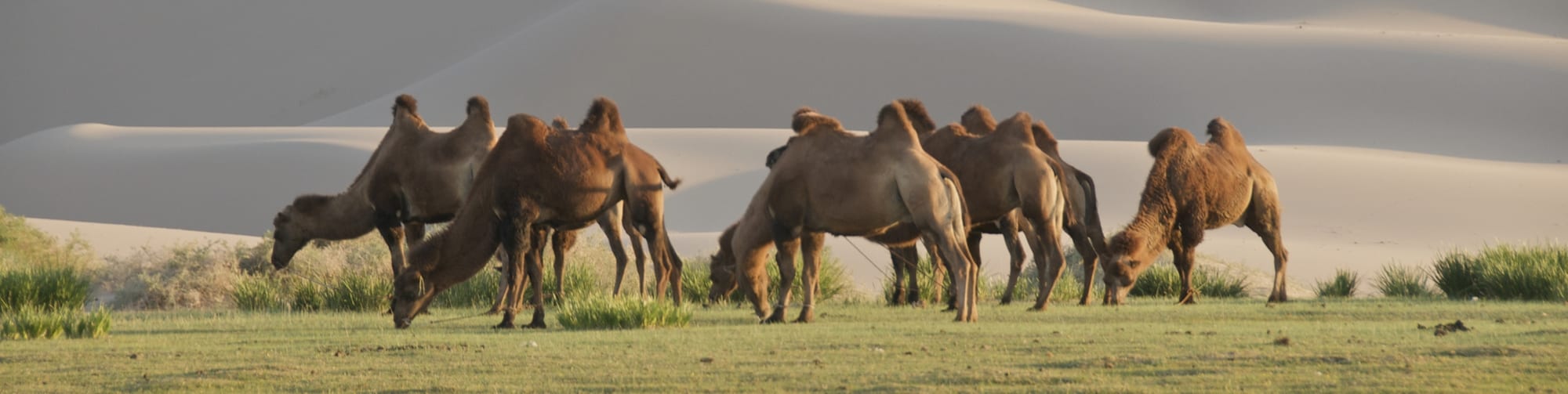 Kamelen-grazend-in-het-gebied-de-Khongorin-Els-te-Mongolie