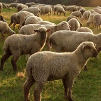 Merino-schaap-drager-van-de-merinowol