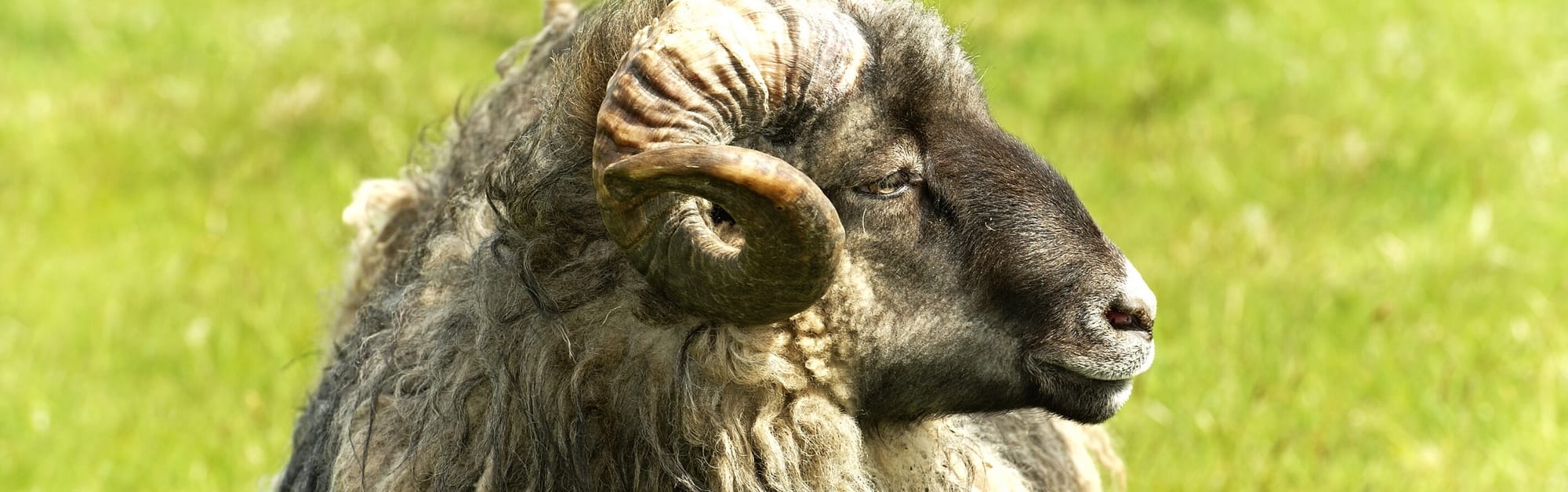 volwassen-ram-van-het-Merino-schapenras-d'Arles-Antique-de-leverancier-van-het-merinowol-deken