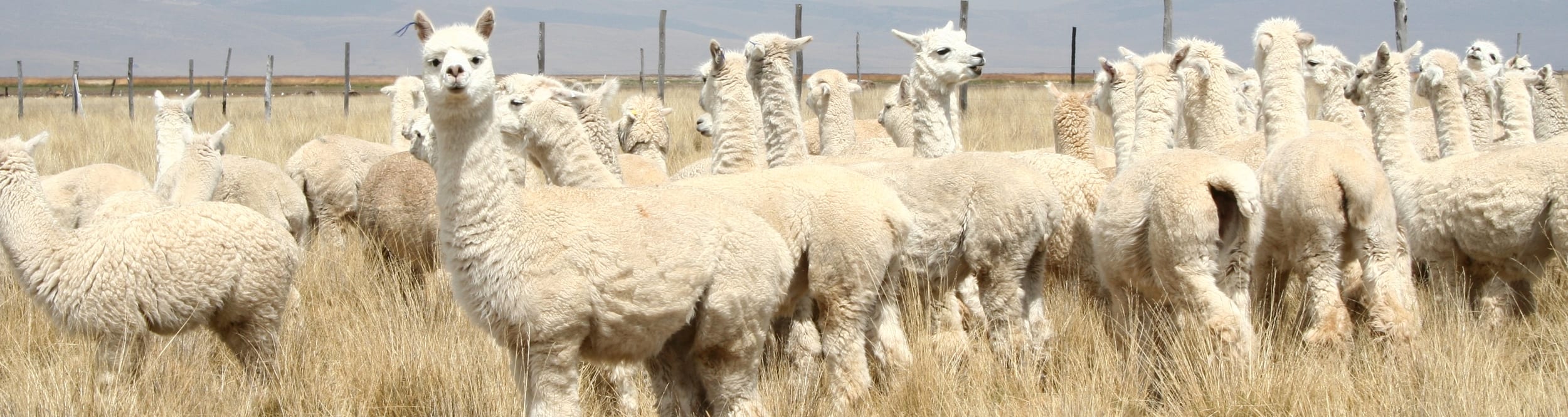 Alpaca-de-drager-van-een-bijzondere-wol